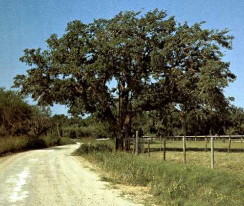 Live Oak County Charter Oak-1969